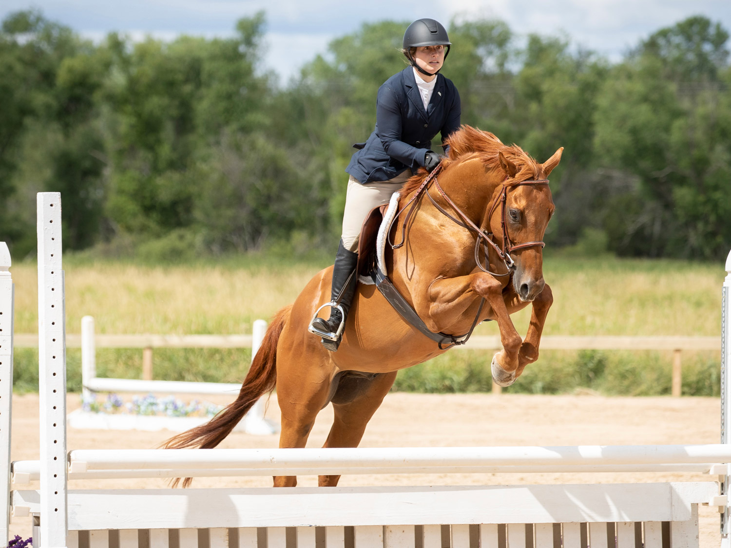 A chestnut horse named Over The Moon performs a perfect Hunter jump